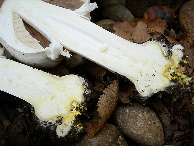 Volvariella  terrea  sp.nov.